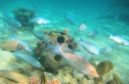 واحة آيلة تعيد استزراع شعابا مرجانية للحفاظ على الحياة البحرية