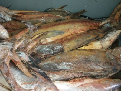 قرار قضائي.. إدانة مول شهير في الأردن ببيع أسماك فاسدة