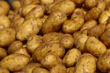 قرار بإعادة تصدير شحنة البطاطا اللبنانية الموجودة بميناء العقبة