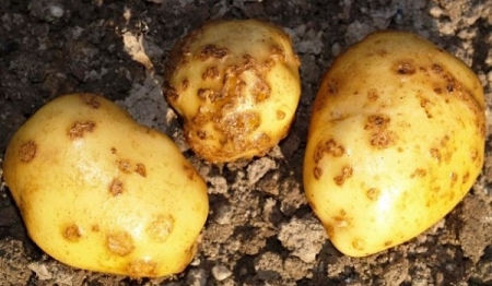 الاسباب وراء ظهور بقع بنية داخل البطاطا المعروضة بالاسواق.. تفاصيل