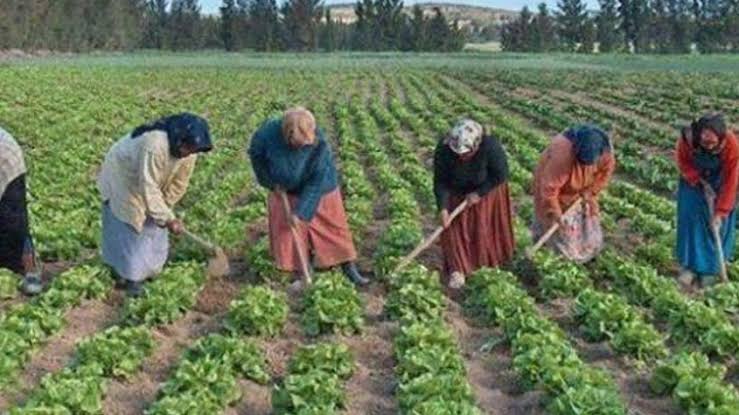 هل نعلن العام 2026 عاماً لشمول العاملات الزراعيات بمظلة الضمان