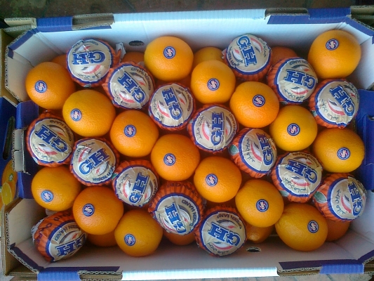منع توريد 40 صندوق برتقال محلي مخالفة إلى السوق المركزي