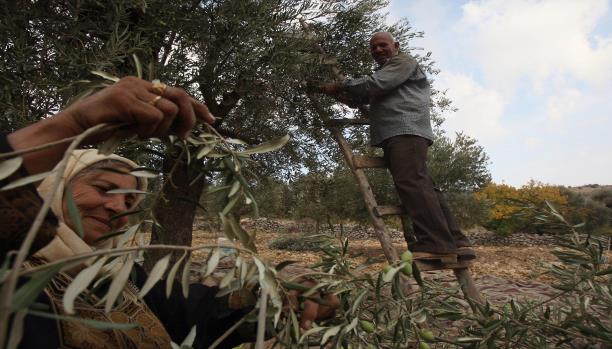 7 مليارات دولار خسائر زراعة الأردن في 5 سنوات