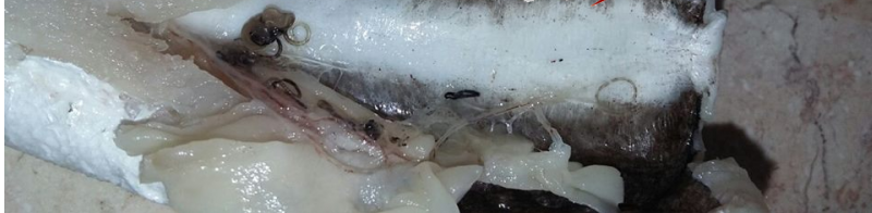 ديدان في أسماك "مقطوع الرأس" تباع بالزرقاء (صور)