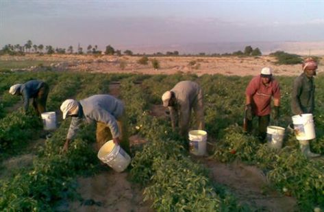 سماسرة يبيعون تصاريح العمالة الزراعية بـ500 دينار
