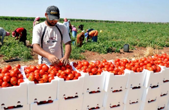 وزارة الزراعة: صورة الطماطم المتداولة ليست أردنية