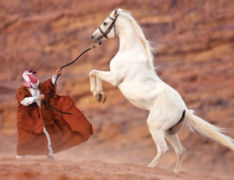 افتتاح المؤتمر الدولي للخيول العربية الأصيلة تحت الرعاية الملكية السامية اليوم