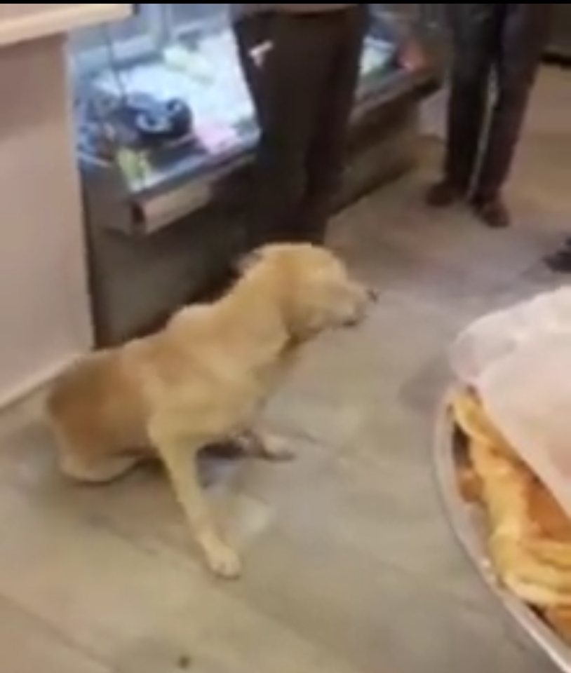 بالفيديو .. اغلاق مخبز واتلاف منتجاته في العقبة بسبب دخول كلب