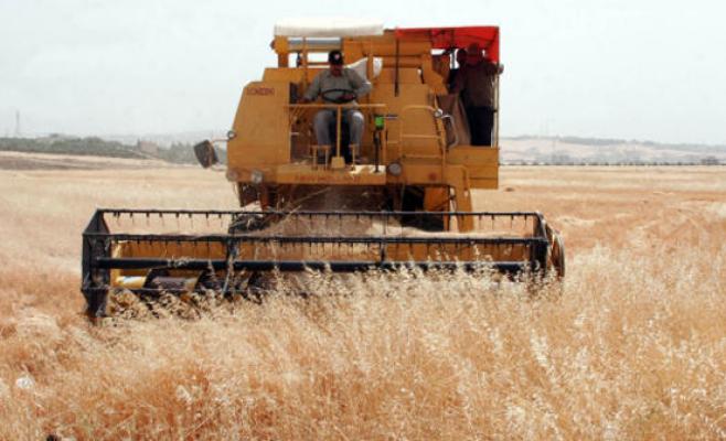 ‘الزراعة‘‘ تتوقع عدم تجاوز إنتاج القمح 20 ألف طن العام الحالي