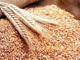 السماح بانحراف يصل إلى 5% في معايير جودة شحنات القمح