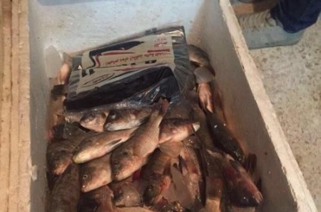 بالصور.. ضبط 300 كيلو أسماك فاسدة في اربد