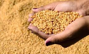 الأردن ينتج 3% من إجمالي الاستهلاك المحلي للقمح