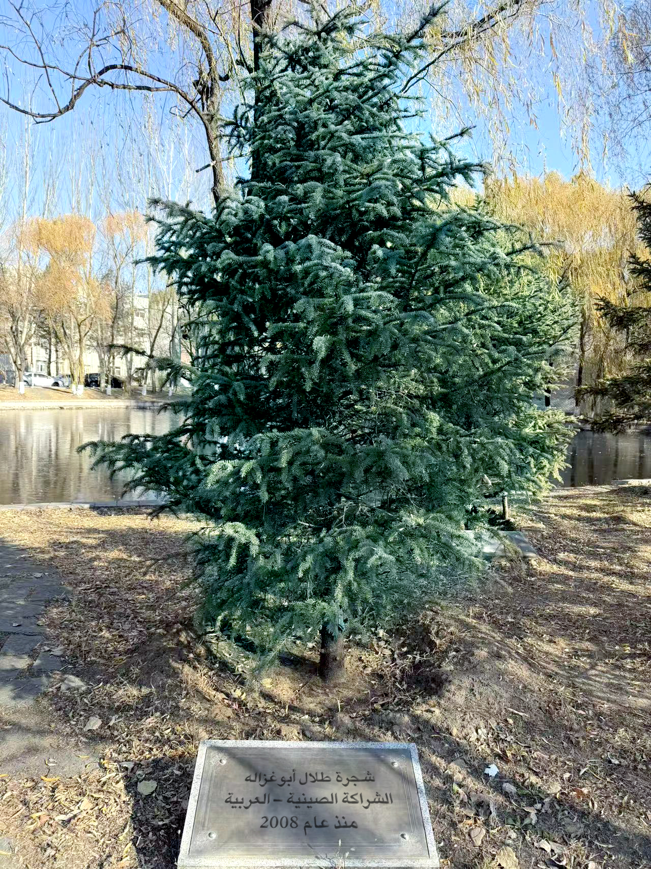 شجرة طلال أبوغزاله  تجسد رمزًا خالدًا لشراكة تتجدد وجسور تمتد بين الثقافة الصينية العربية.   