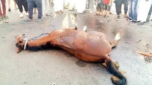 حصان هارب يتسبب بحادث سير مروع على مثلث صنعار في عجلون