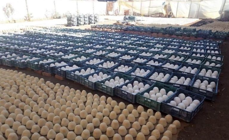 مصر : التحليلات أثبتت أن “الجميد البلدي” المضبوط مصنوع من حليب الأغنام